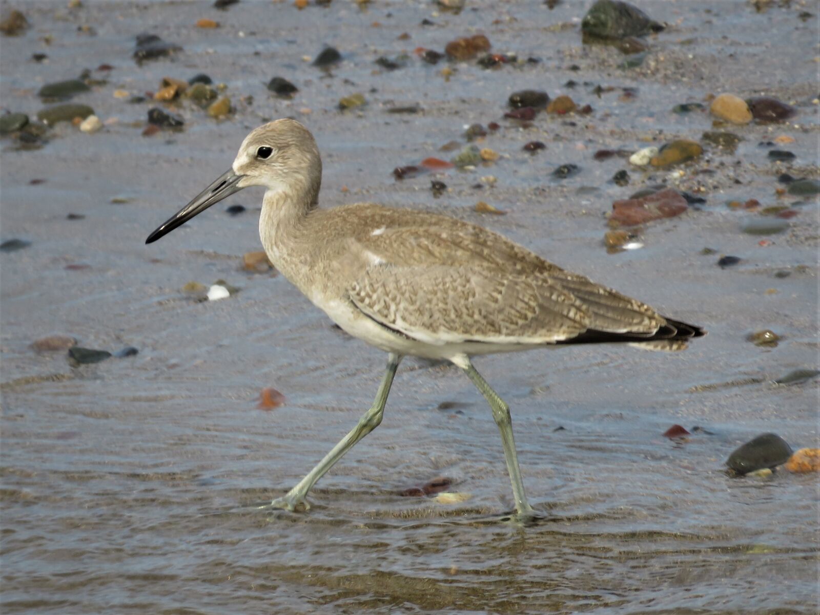 Canon PowerShot SX60 HS sample photo. Beach bird, bird on photography