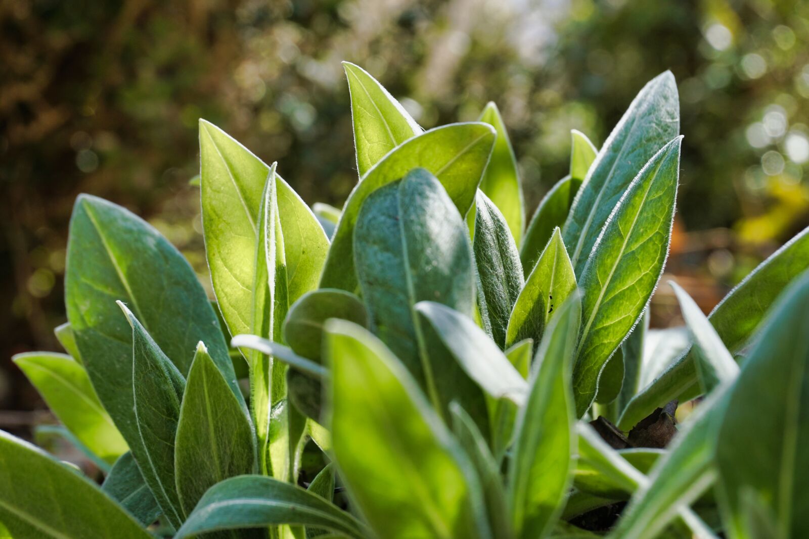 Sony a6000 sample photo. Nature, green, leaf photography