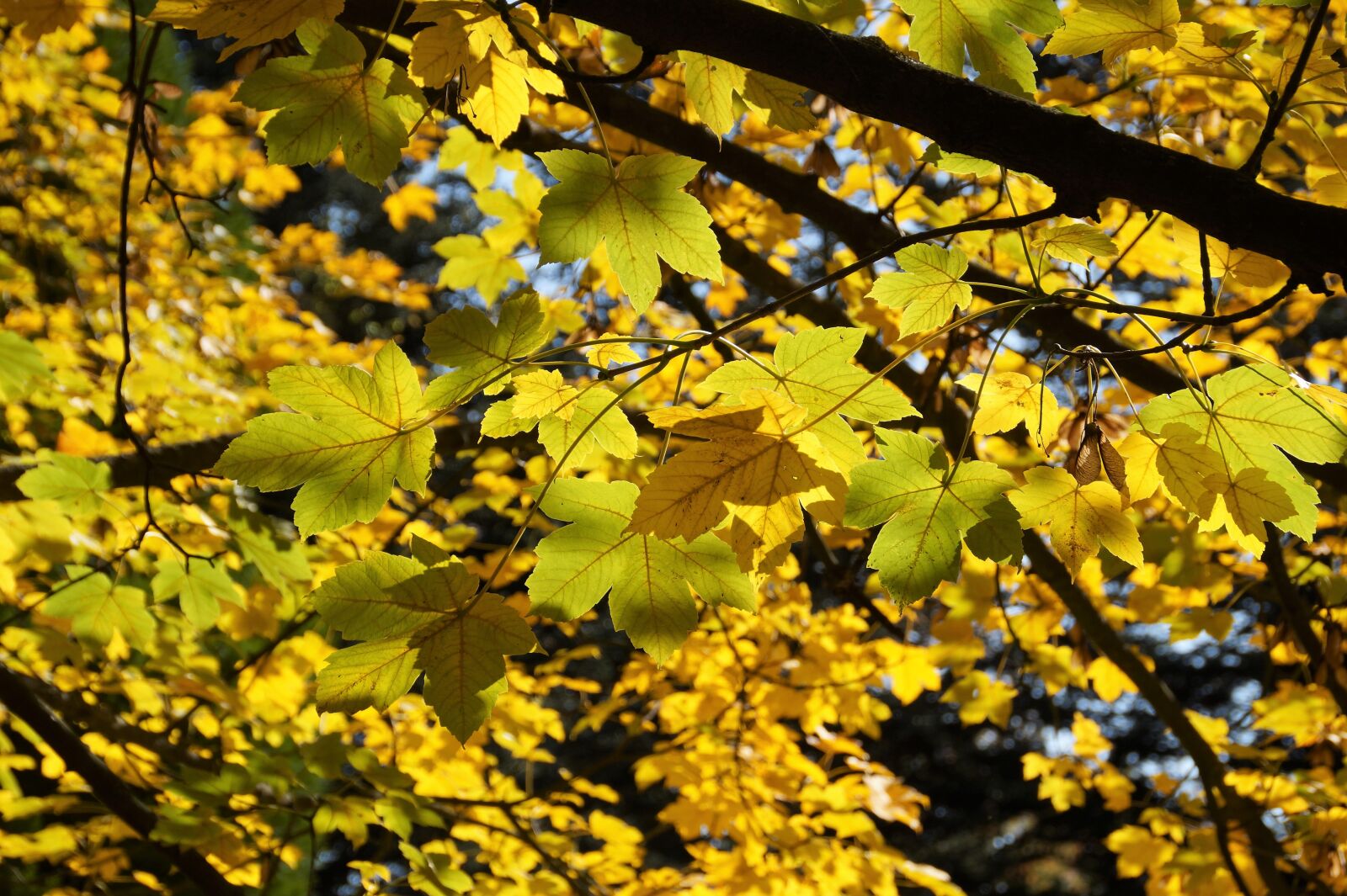 Sony SLT-A58 sample photo. Wonderful, colored, autumn photography