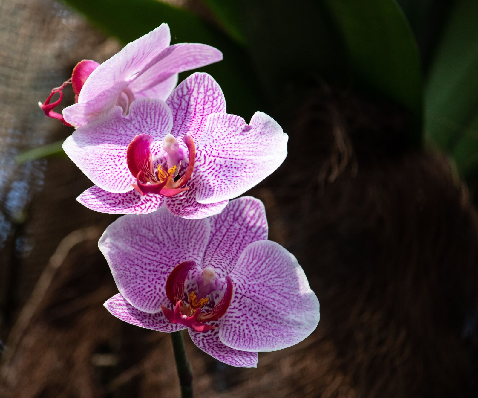 Canon EF-S 55-250mm F4-5.6 IS STM sample photo. Orchid, flower, plant photography