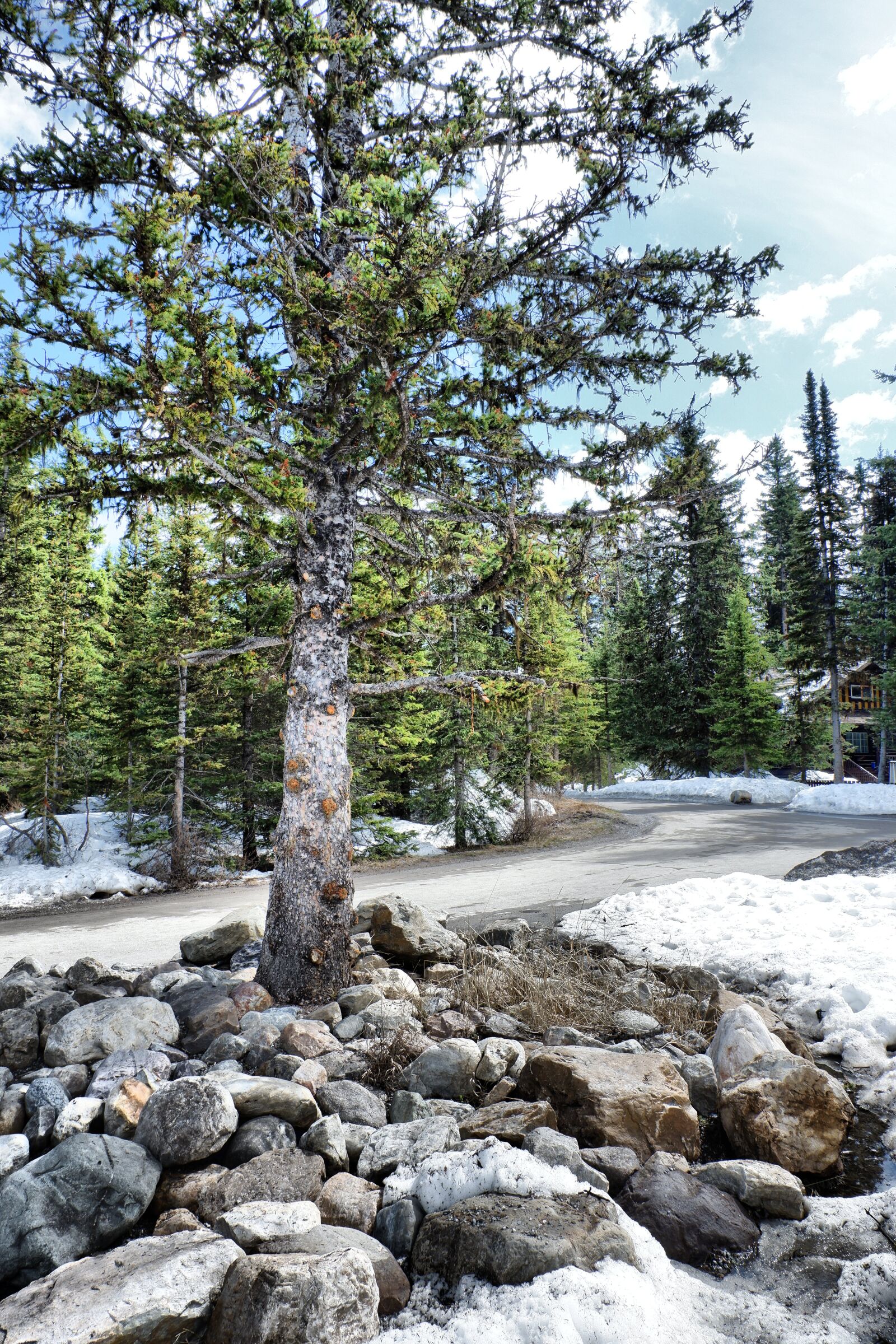 Fujifilm X-A3 + Fujifilm XC 16-50mm F3.5-5.6 OIS II sample photo. Tree, forest, rocks photography