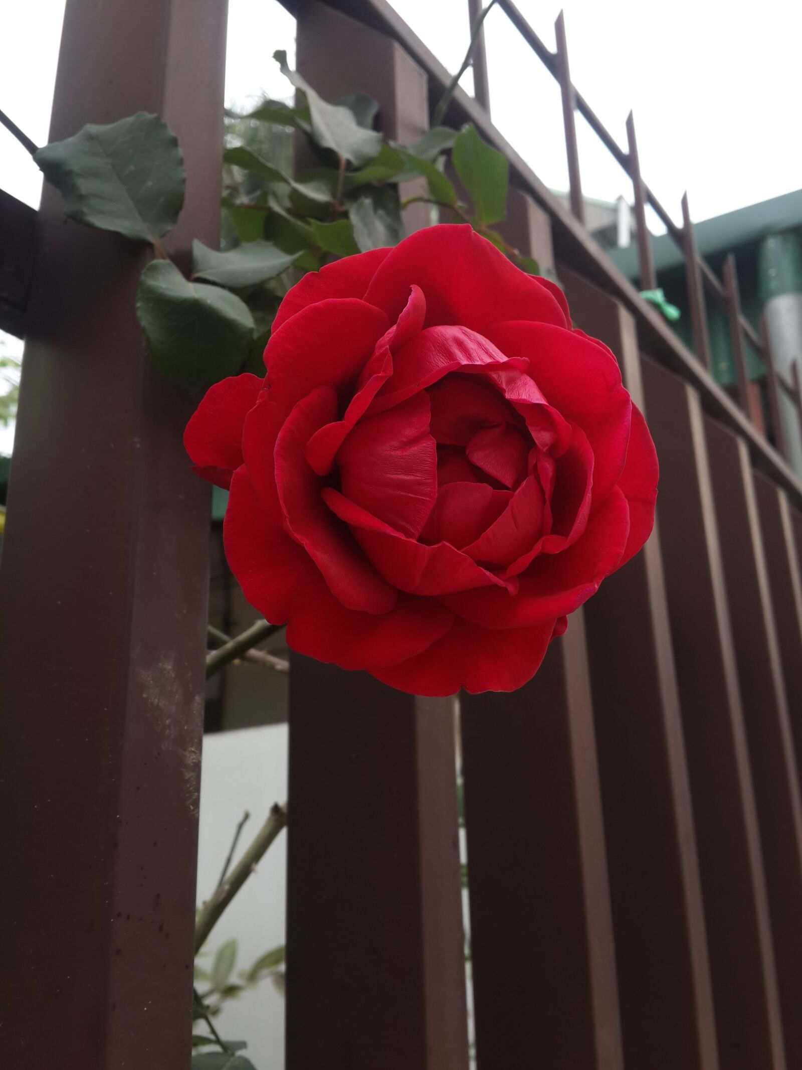 Samsung Galaxy S4 sample photo. Roses, flower, flowers bloom photography