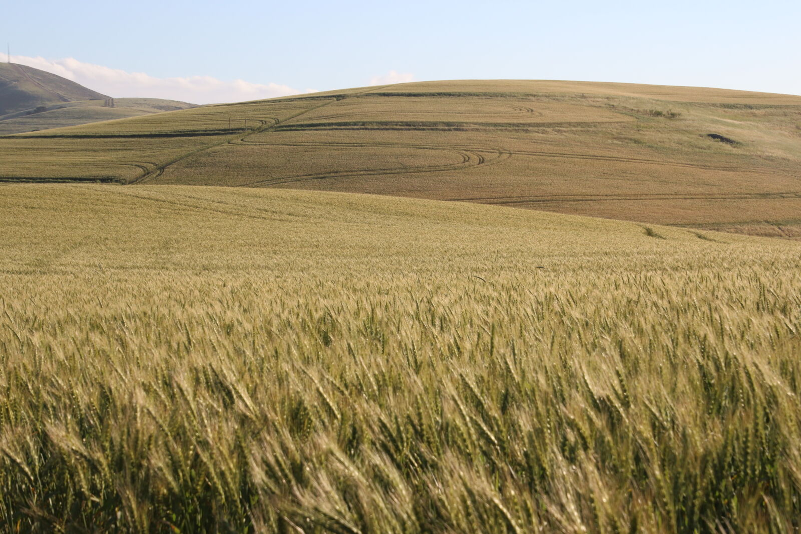 Canon EOS 7D Mark II sample photo. Agriculture, barley, countryside, crop photography