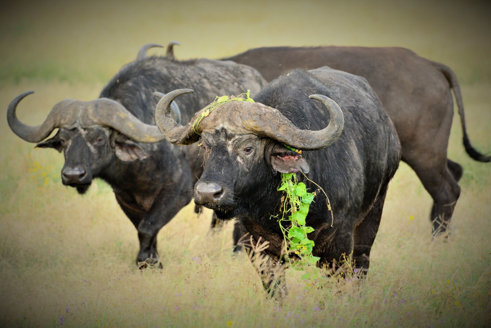 Nikon D600 sample photo. Buffalo, africa, cape photography
