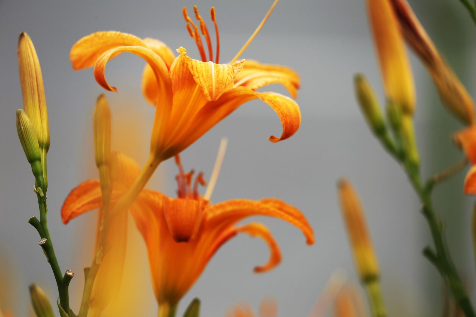 Canon EF 70-300 F4-5.6 IS II USM sample photo. Day lily, wild lily photography
