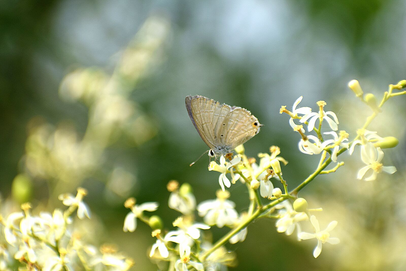 Nikon D3300 sample photo. Butterfly, flower, bloom photography