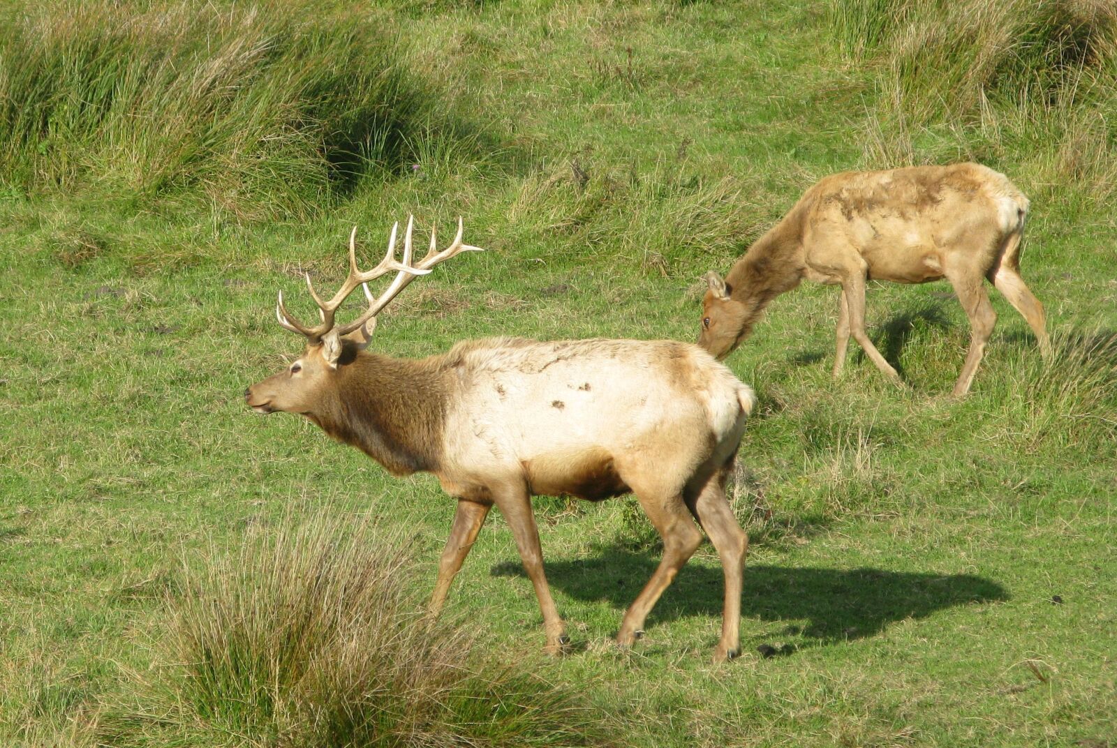 Canon POWERSHOT G9 sample photo. Elk, animal, mammal photography