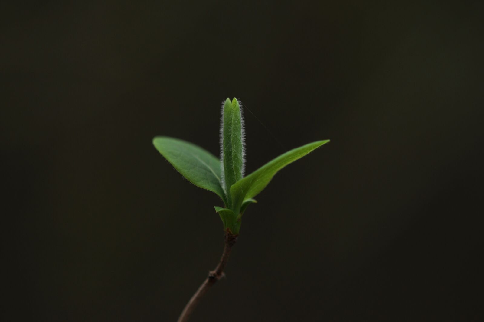 Nikon D5000 sample photo. Growth, green, sheet photography
