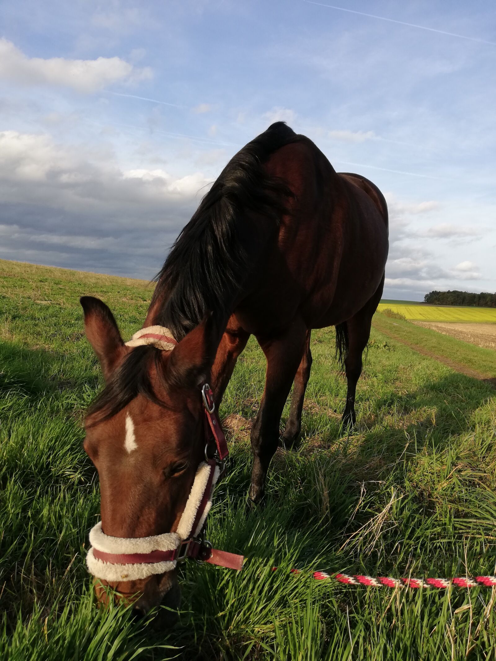 HUAWEI P20 lite sample photo. Horse, pony, graze photography