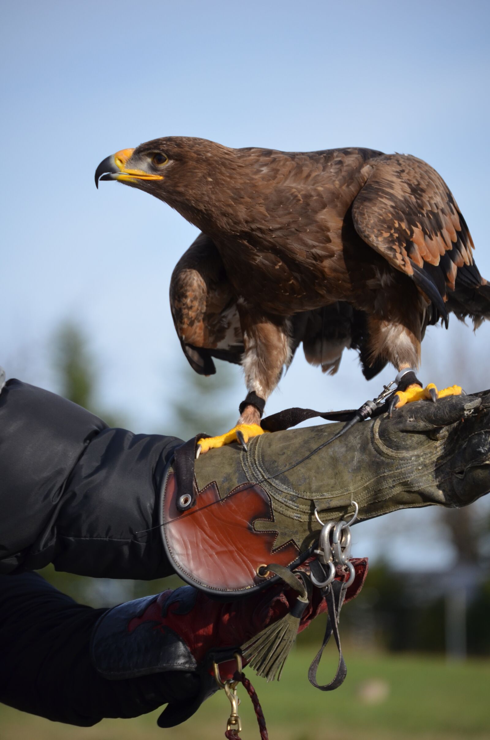 Nikon D5100 sample photo. Adler, brown eagle, bird photography