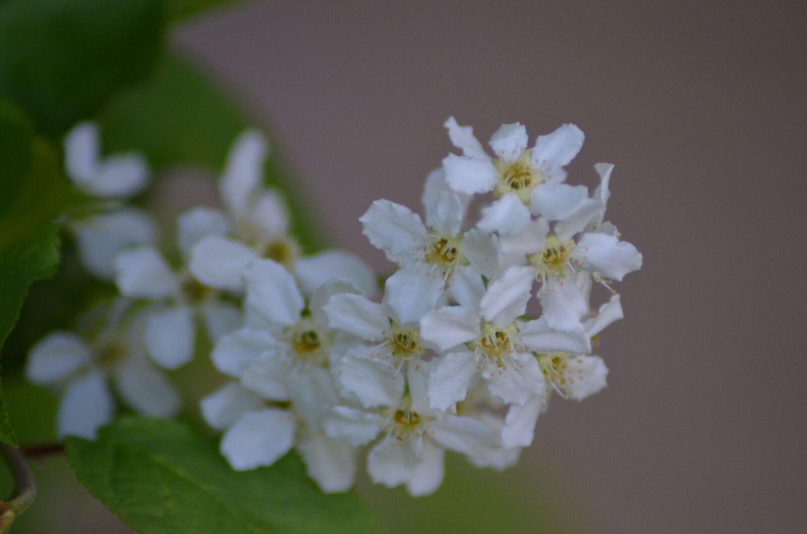 Nikon D5100 sample photo. Flowers, flower, macro photography