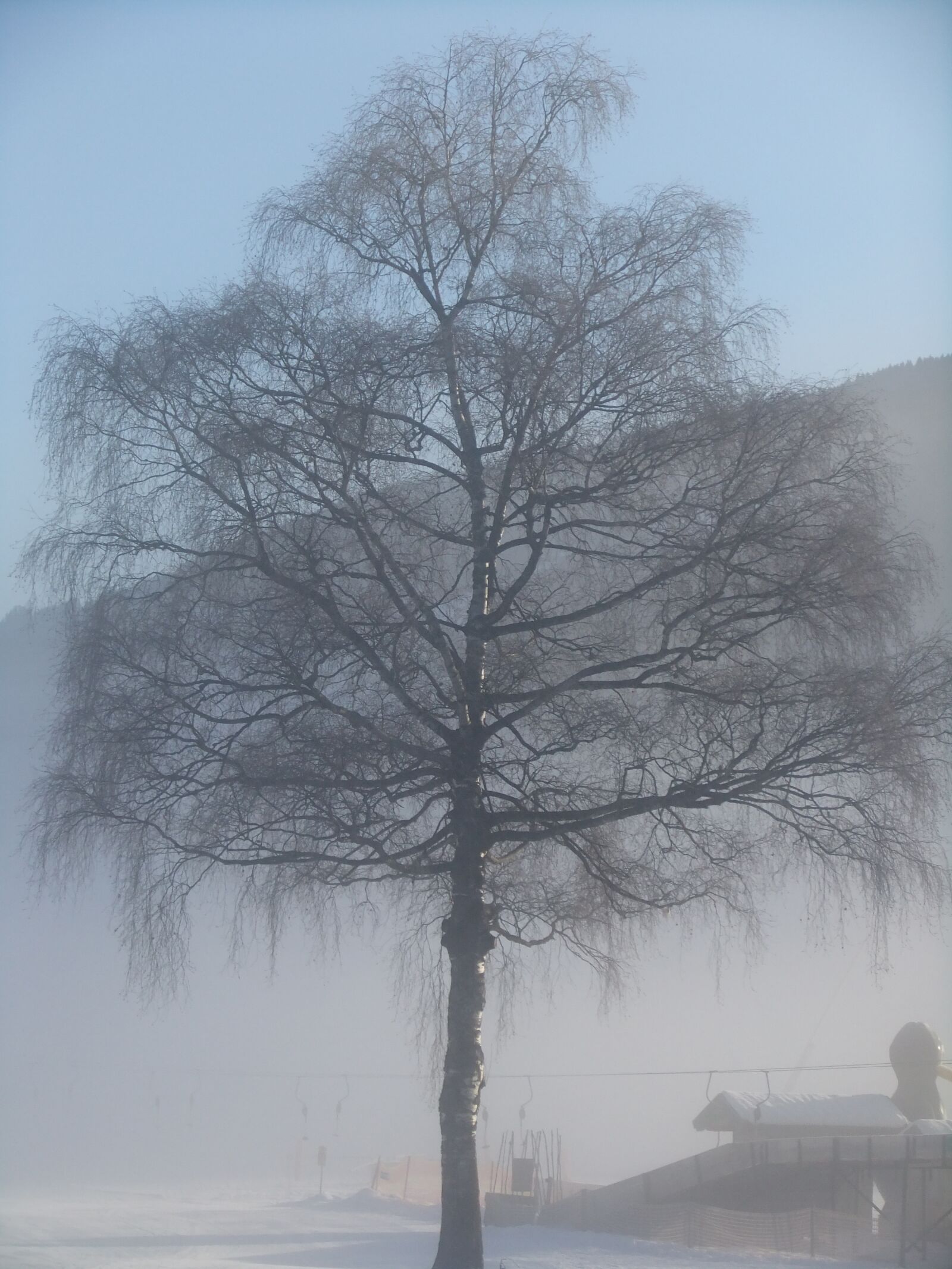 FujiFilm FinePix F80EXR (FinePix F85EXR) sample photo. Winter, tree, fog photography