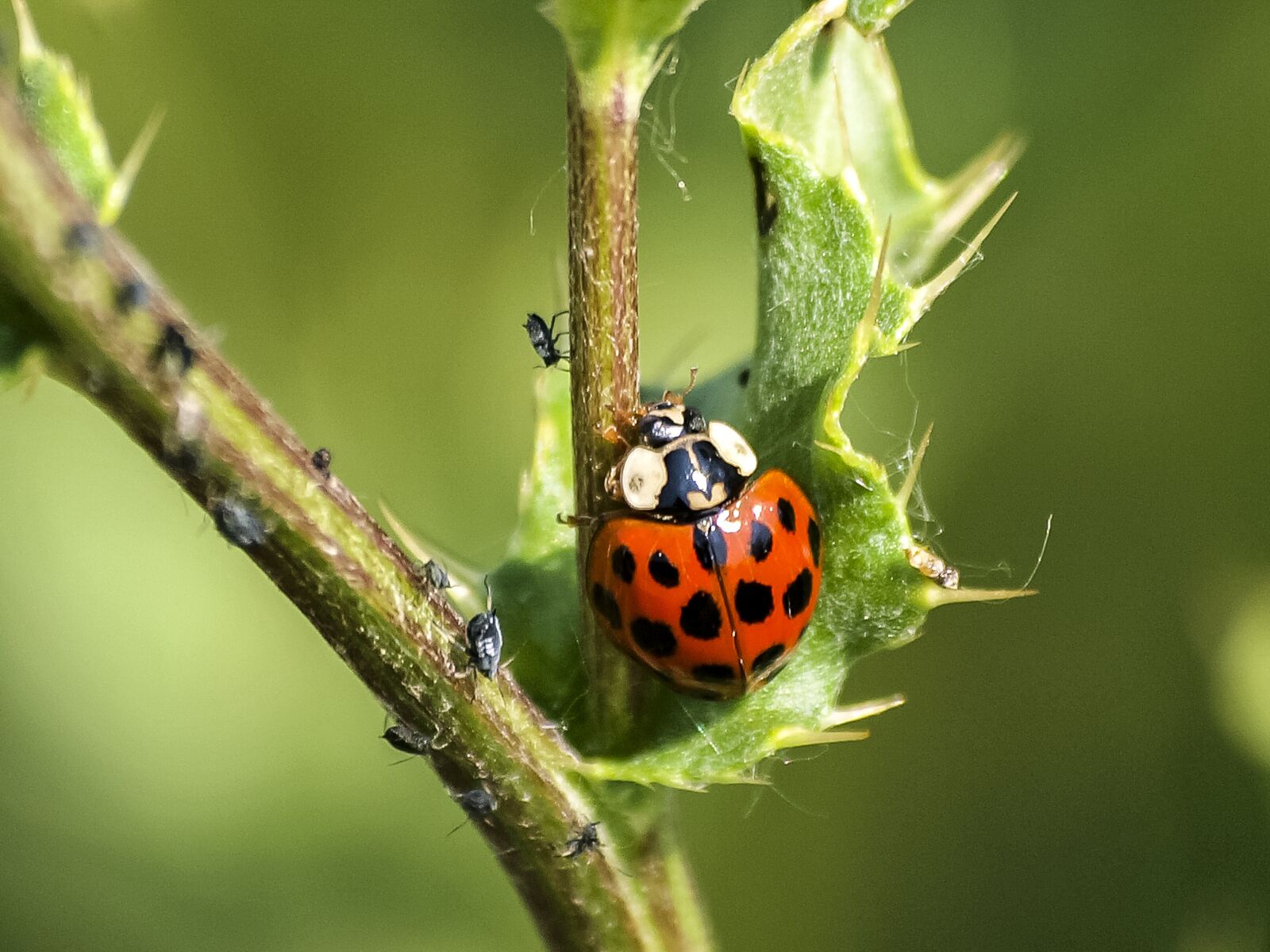 Olympus E-3 sample photo. Ladybug, beetle, insect photography