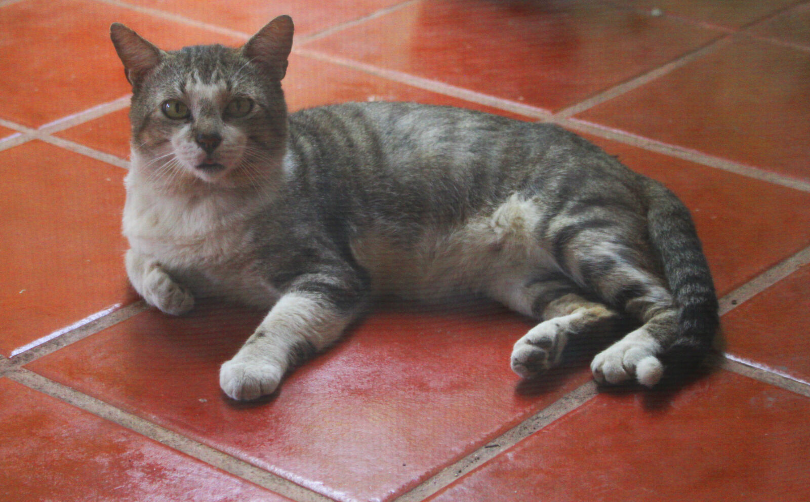 Canon EOS 700D (EOS Rebel T5i / EOS Kiss X7i) sample photo. Animal, cat, pet photography