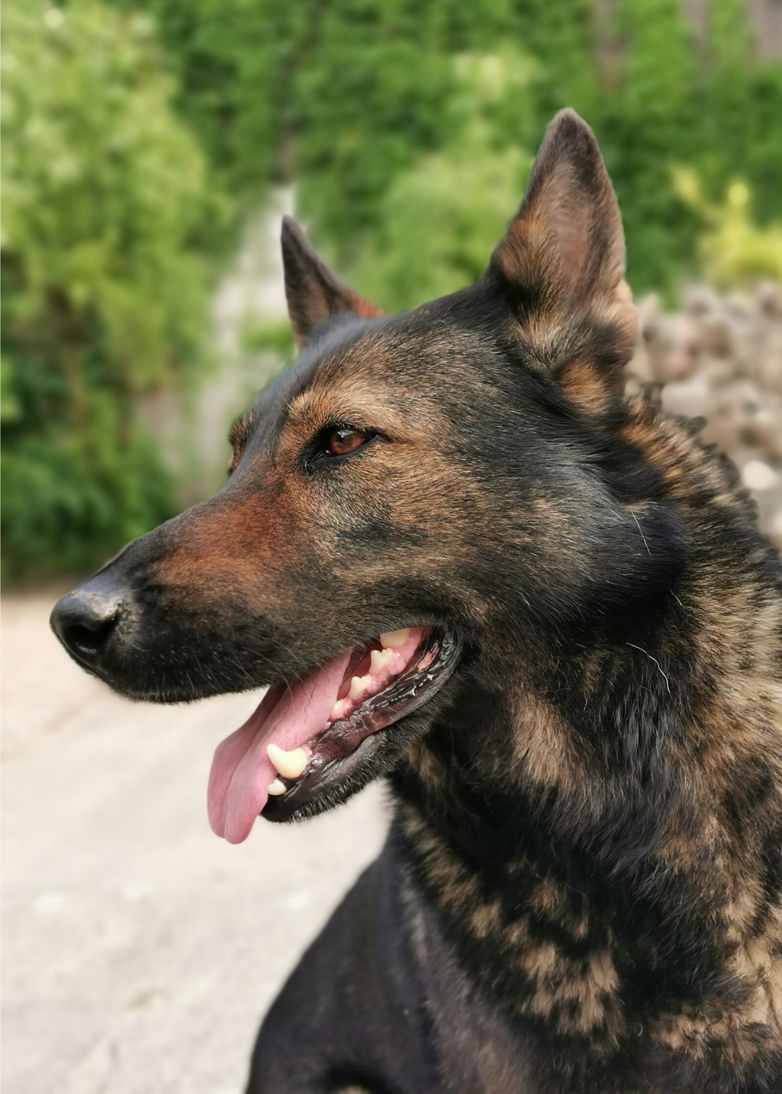 HUAWEI P30 Pro sample photo. Dog, face, sch fer photography