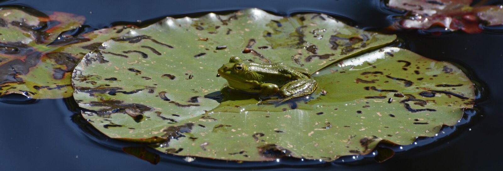 Nikon D7100 sample photo. Frog, pond, water photography
