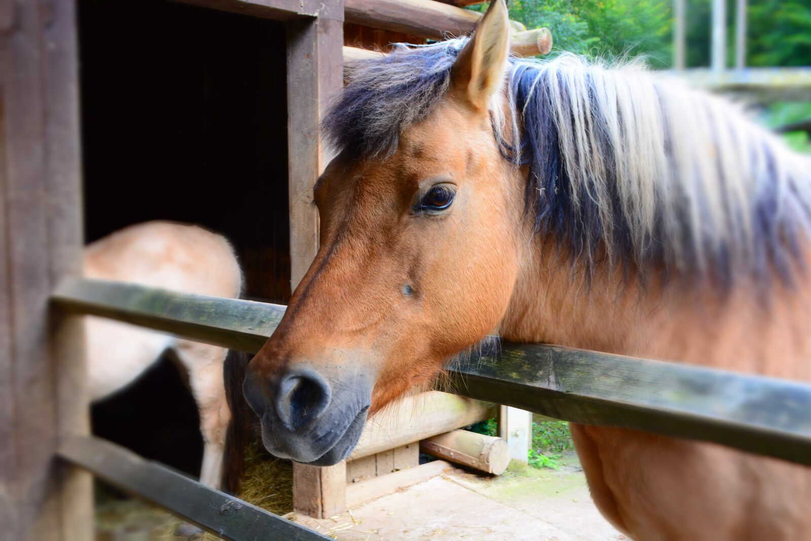 Nikon D5200 sample photo. Horse, wild horse, zoo photography