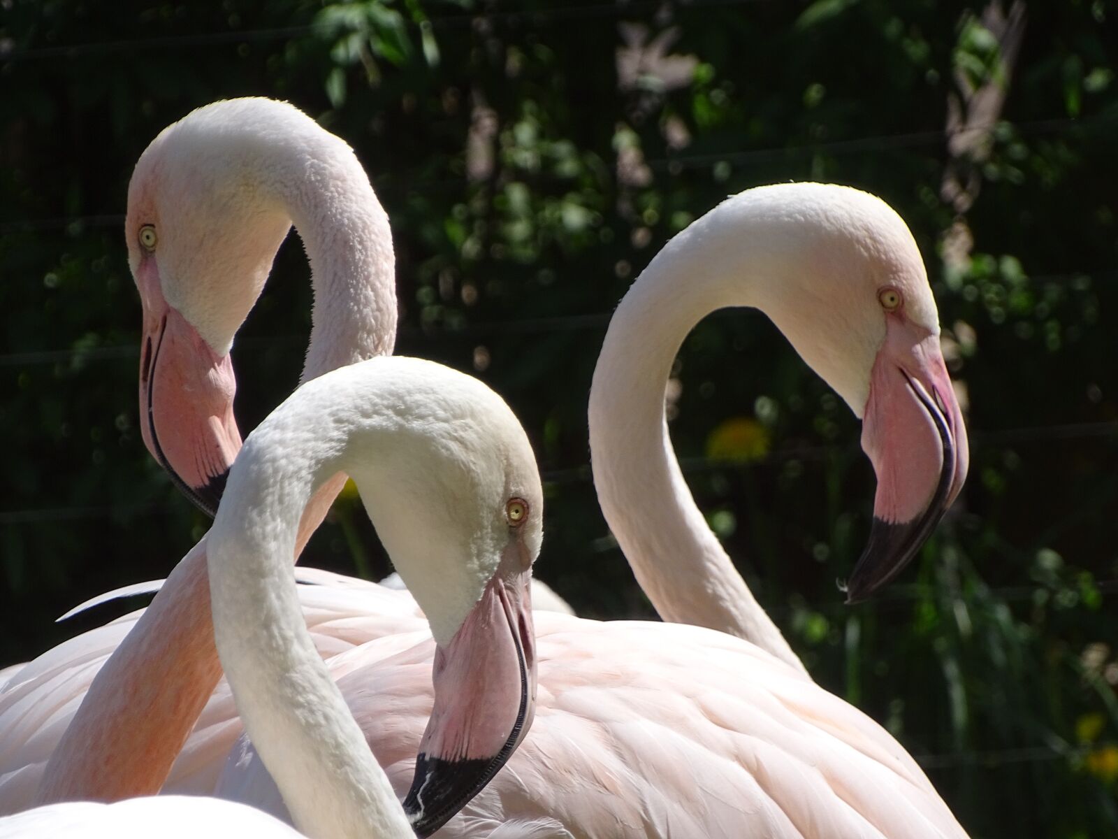 Sony Cyber-shot DSC-HX400V sample photo. Flamingo, pink, bird photography