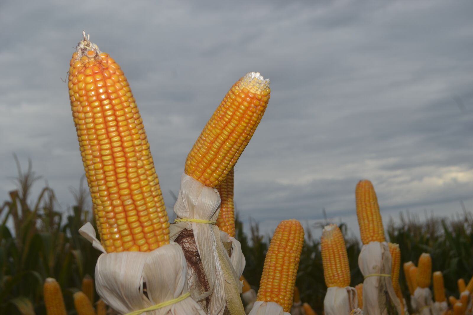 Nikon D3100 sample photo. Corn, paraná, plantation photography