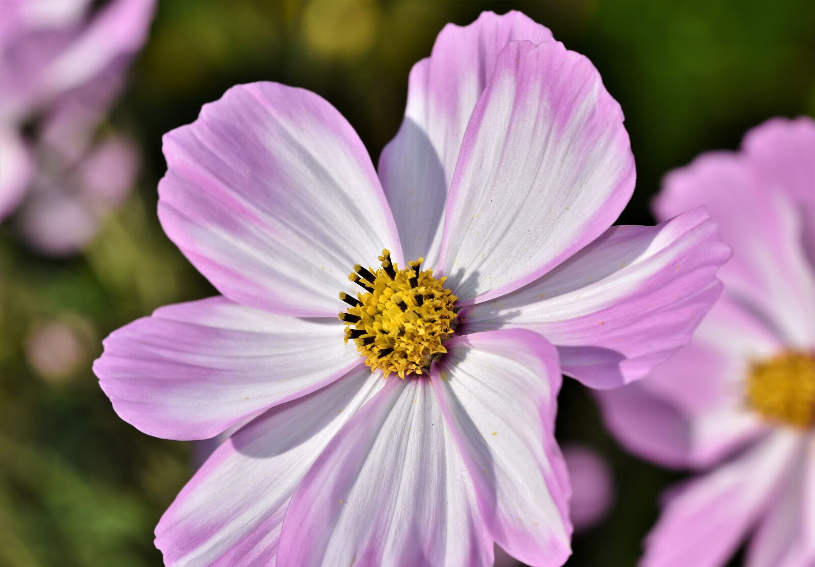 Nikon D7200 sample photo. Cosmea, cosmos, composites photography