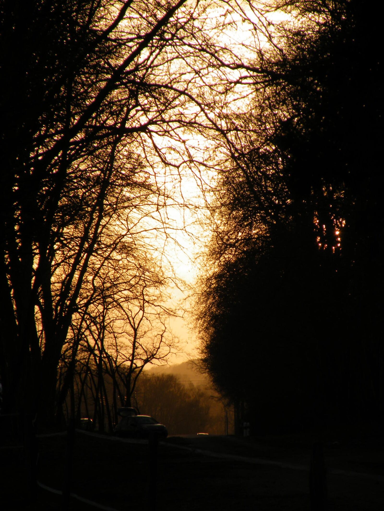 Fujifilm FinePix S8100fd sample photo. Sunset, light, tree photography