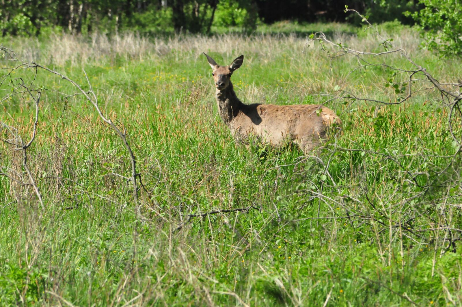 Nikon D90 sample photo. Doe, summer, green photography