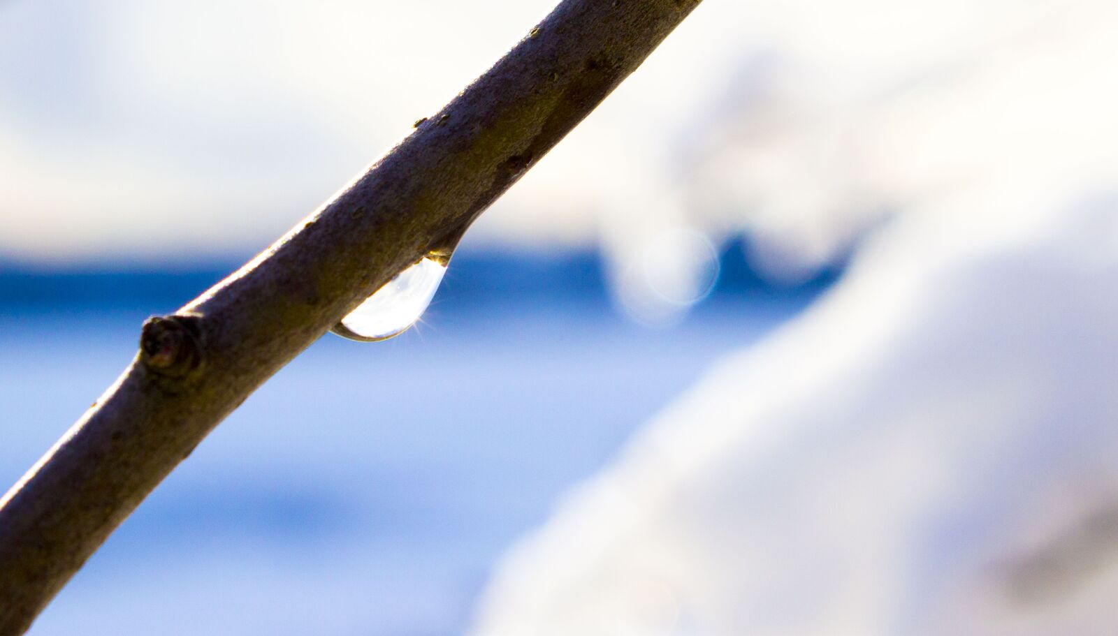 Canon EOS 100D (EOS Rebel SL1 / EOS Kiss X7) sample photo. Drop, water, branch photography