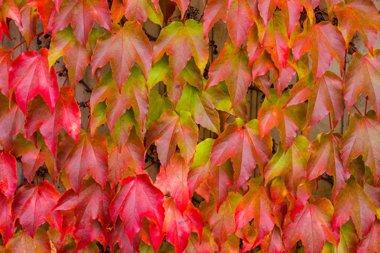 Leica M10 sample photo. Nature, leaves, fall foliage photography
