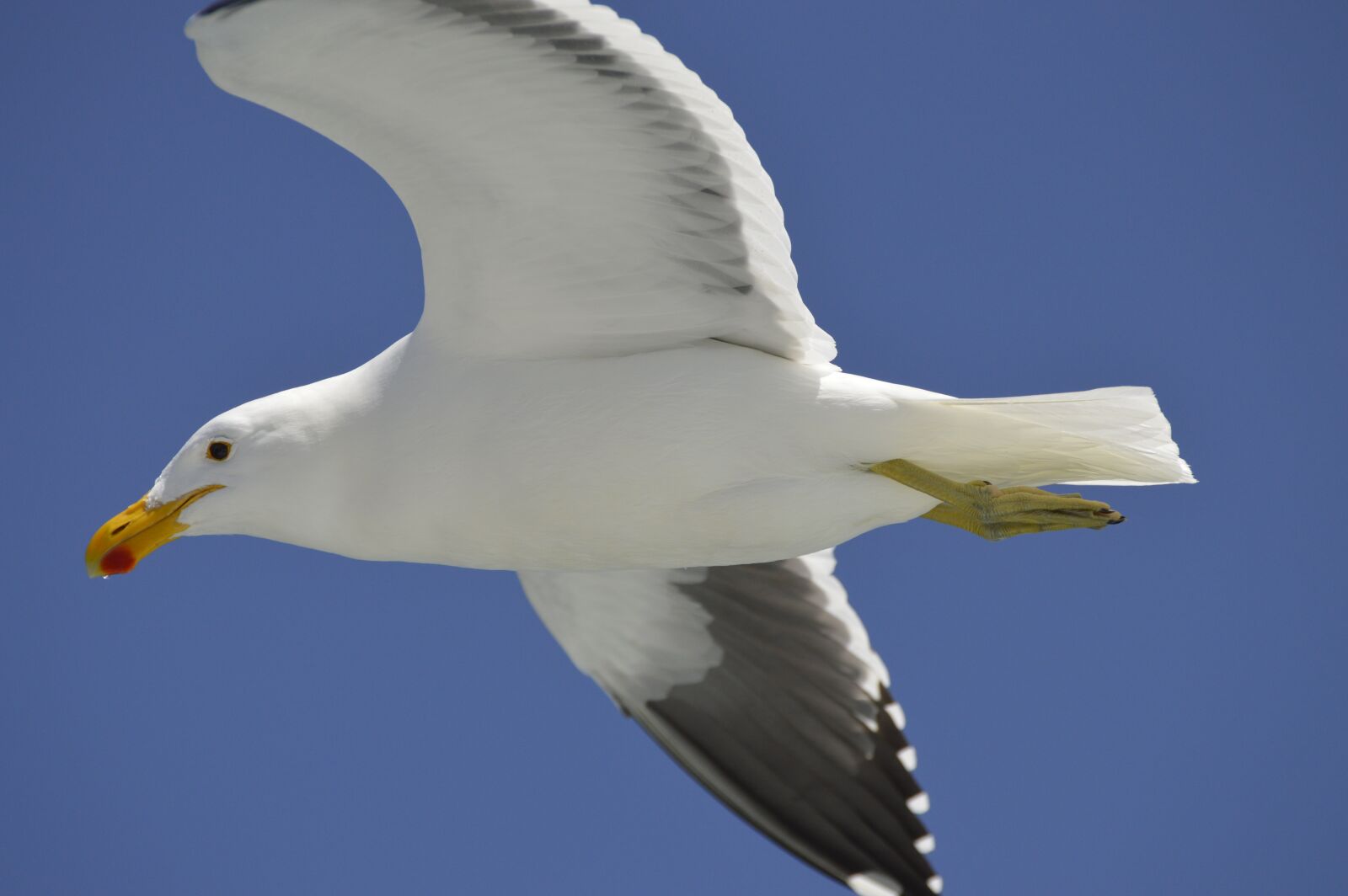 Nikon D3200 sample photo. Seagull, seevogel, sea photography