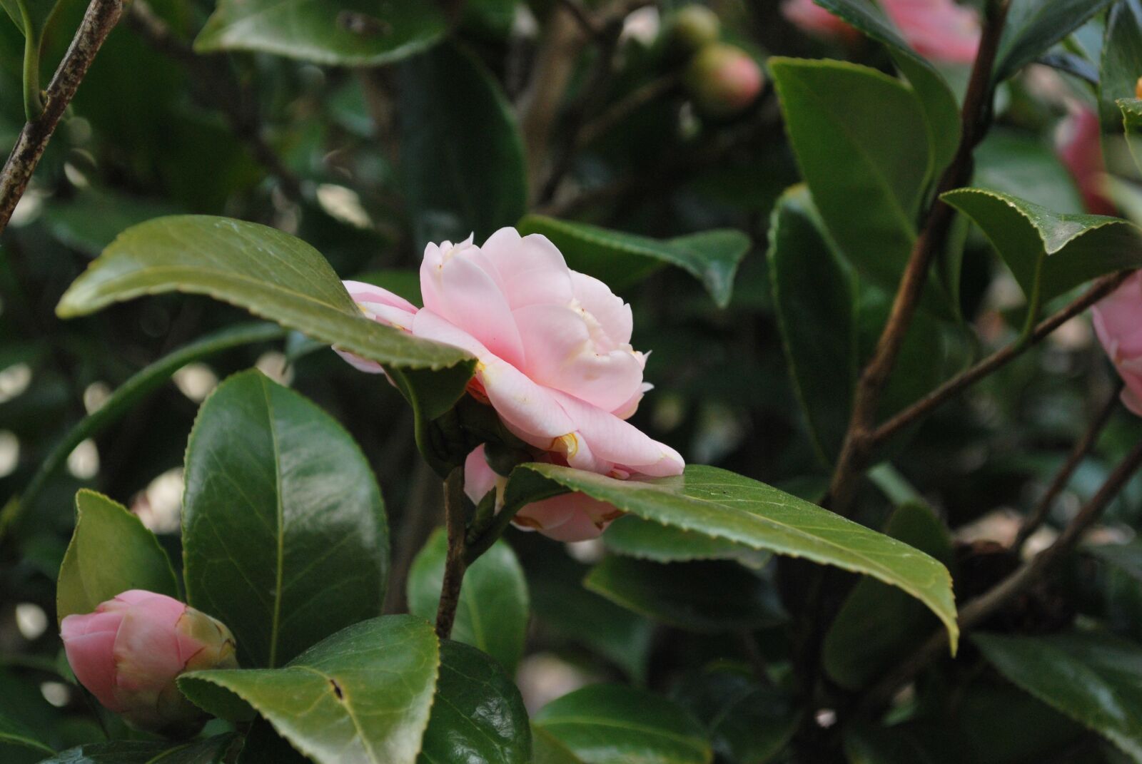 Nikon D60 sample photo. Flower, camellia, flowers photography