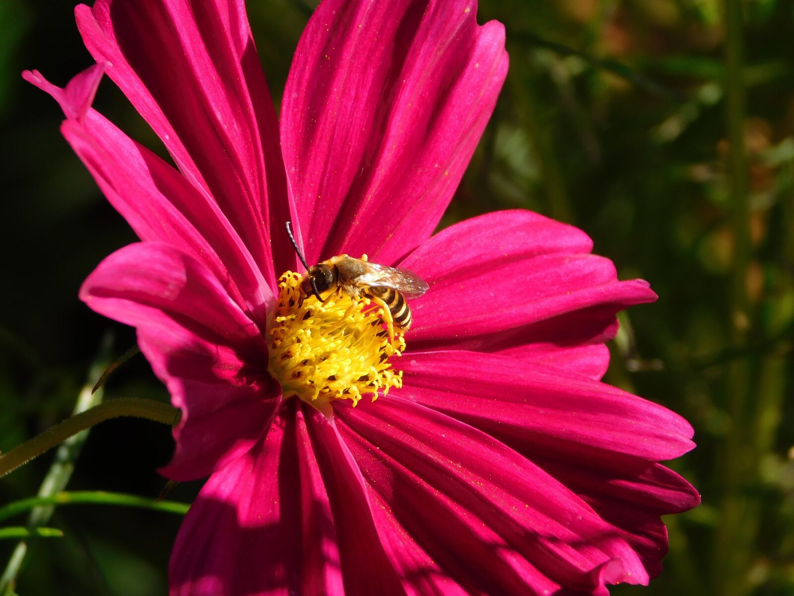 Nikon Coolpix L840 sample photo. Wasp like, wasps similar photography