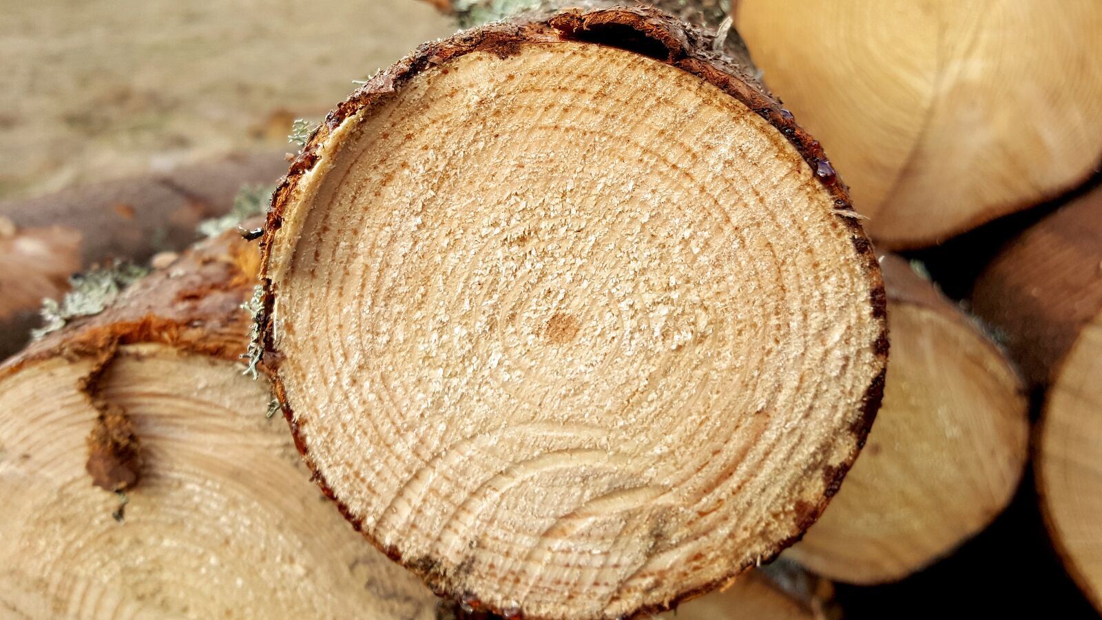 Samsung Galaxy S6 sample photo. Logs, sawn, wood industry photography