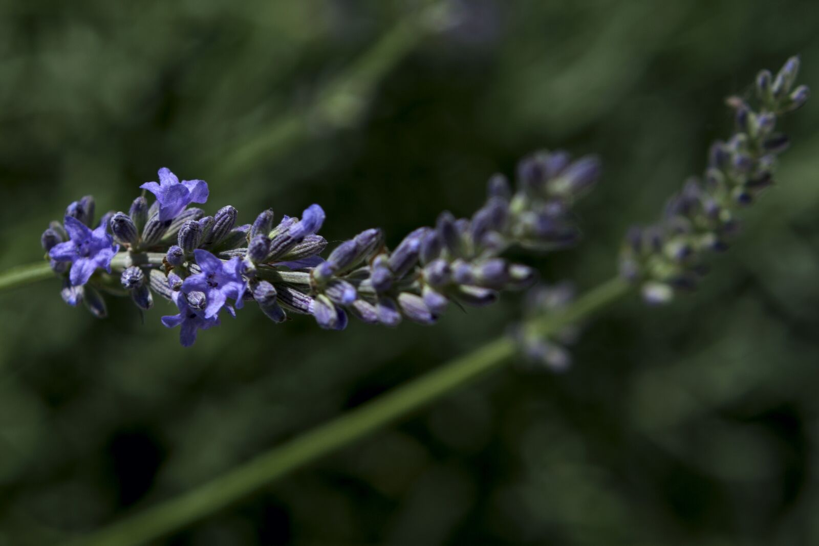 Canon EOS 350D (EOS Digital Rebel XT / EOS Kiss Digital N) sample photo. Flowers, nature, lavender photography