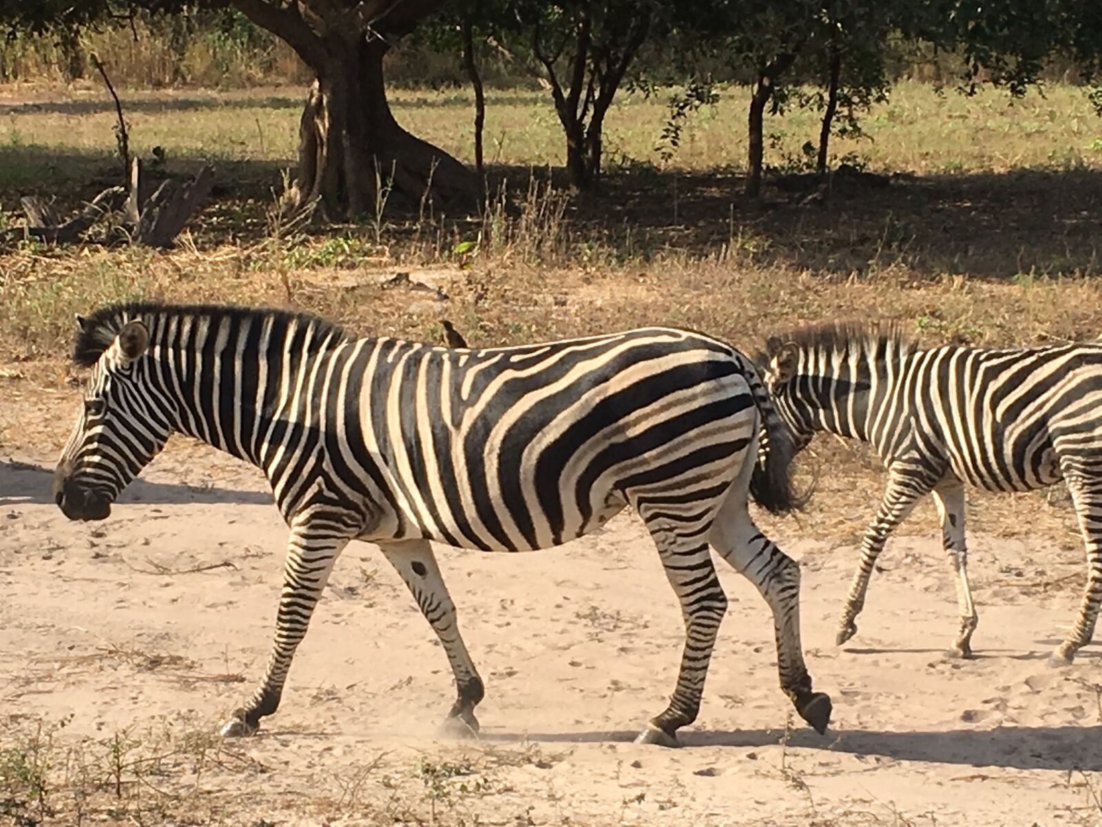 Apple iPhone 6s + iPhone 6s back camera 4.15mm f/2.2 sample photo. Zebra, africa, animals photography