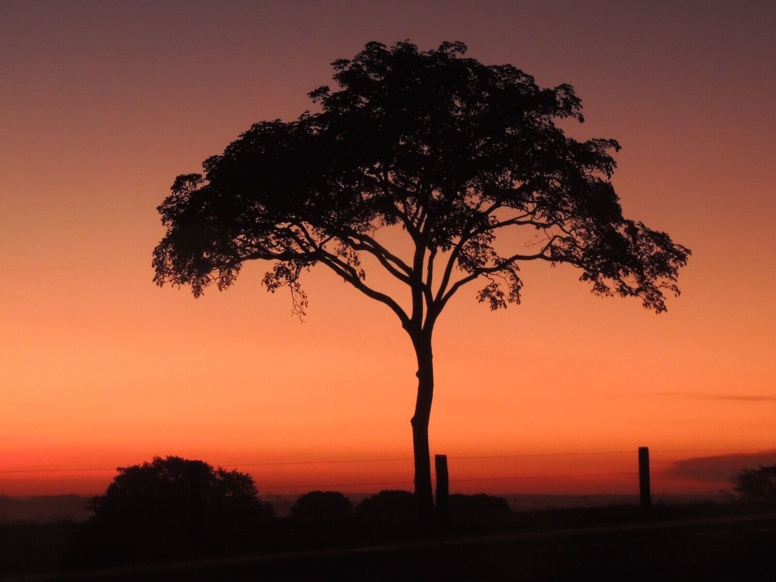 Nikon Coolpix P510 sample photo. Tree, dusk, twilight photography