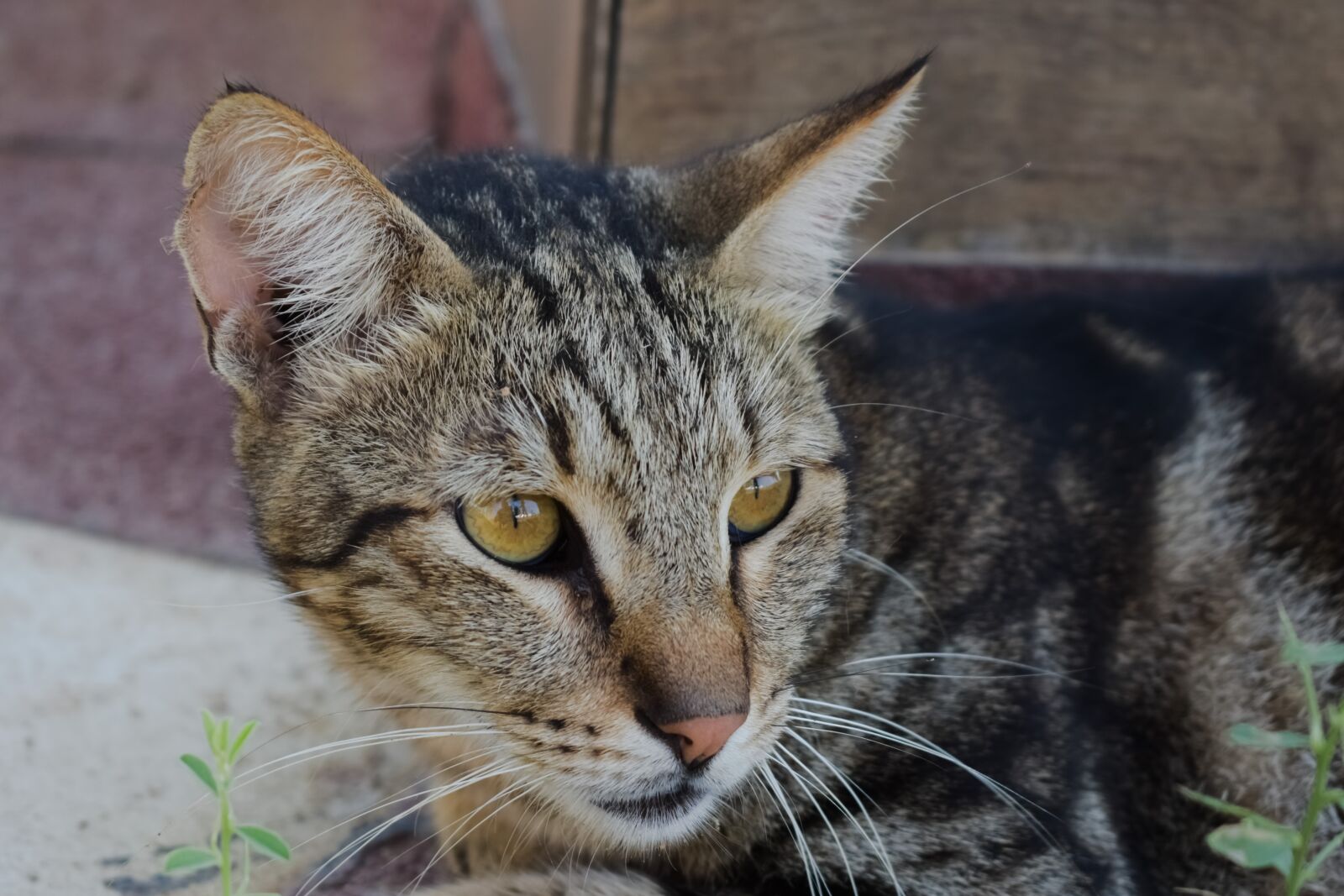 Nikon D3300 sample photo. Cat, stray, animal photography