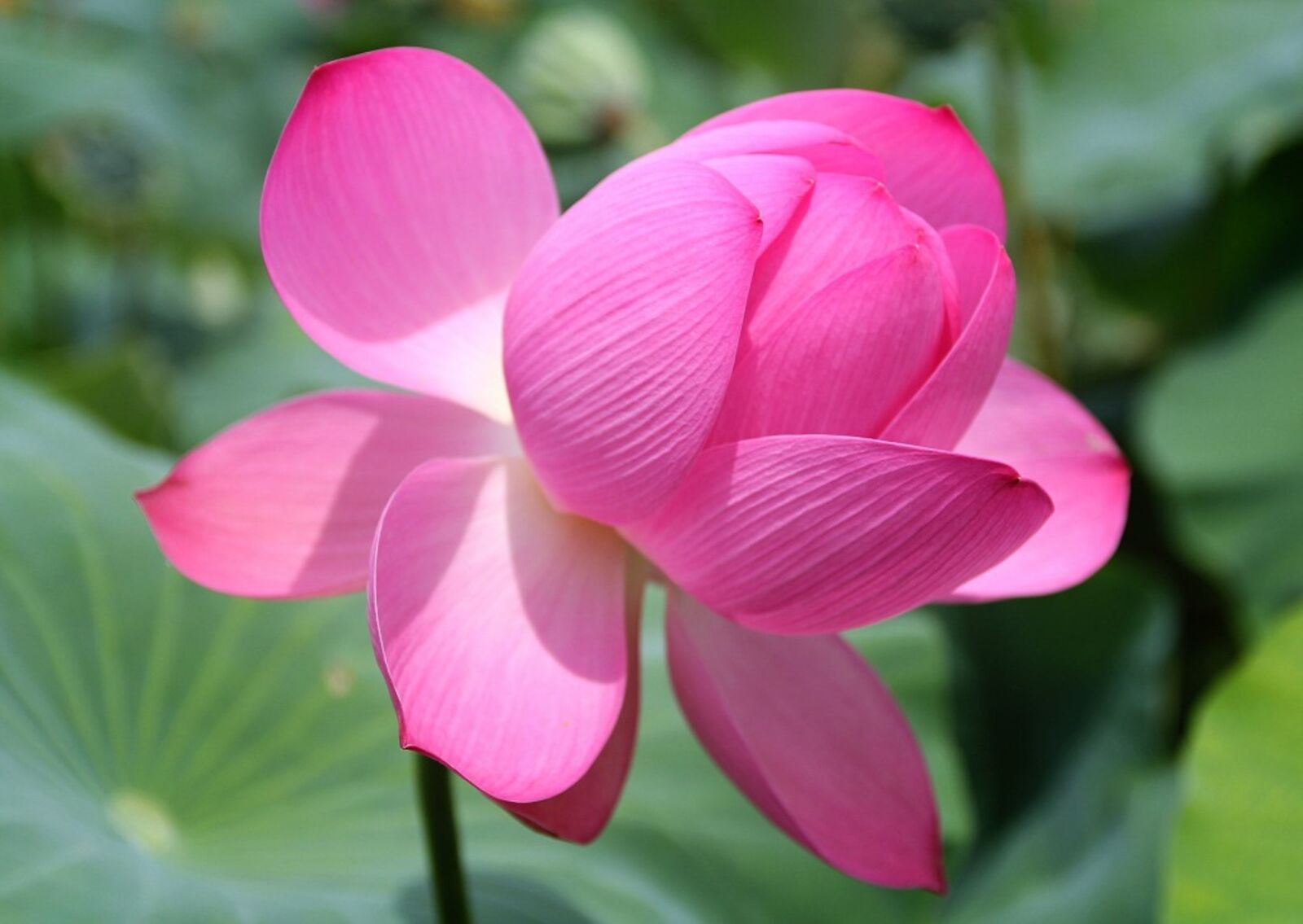 Canon EOS 60D sample photo. Lotus, pink, nature photography