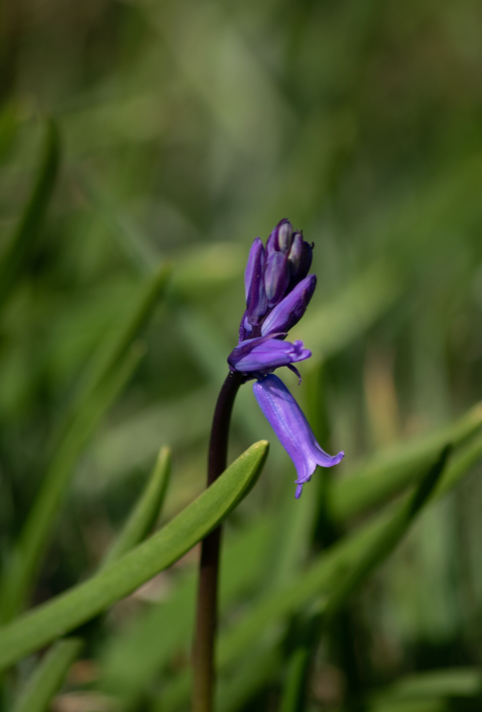 Nikon D5300 sample photo. Bluebell, flower, easter photography
