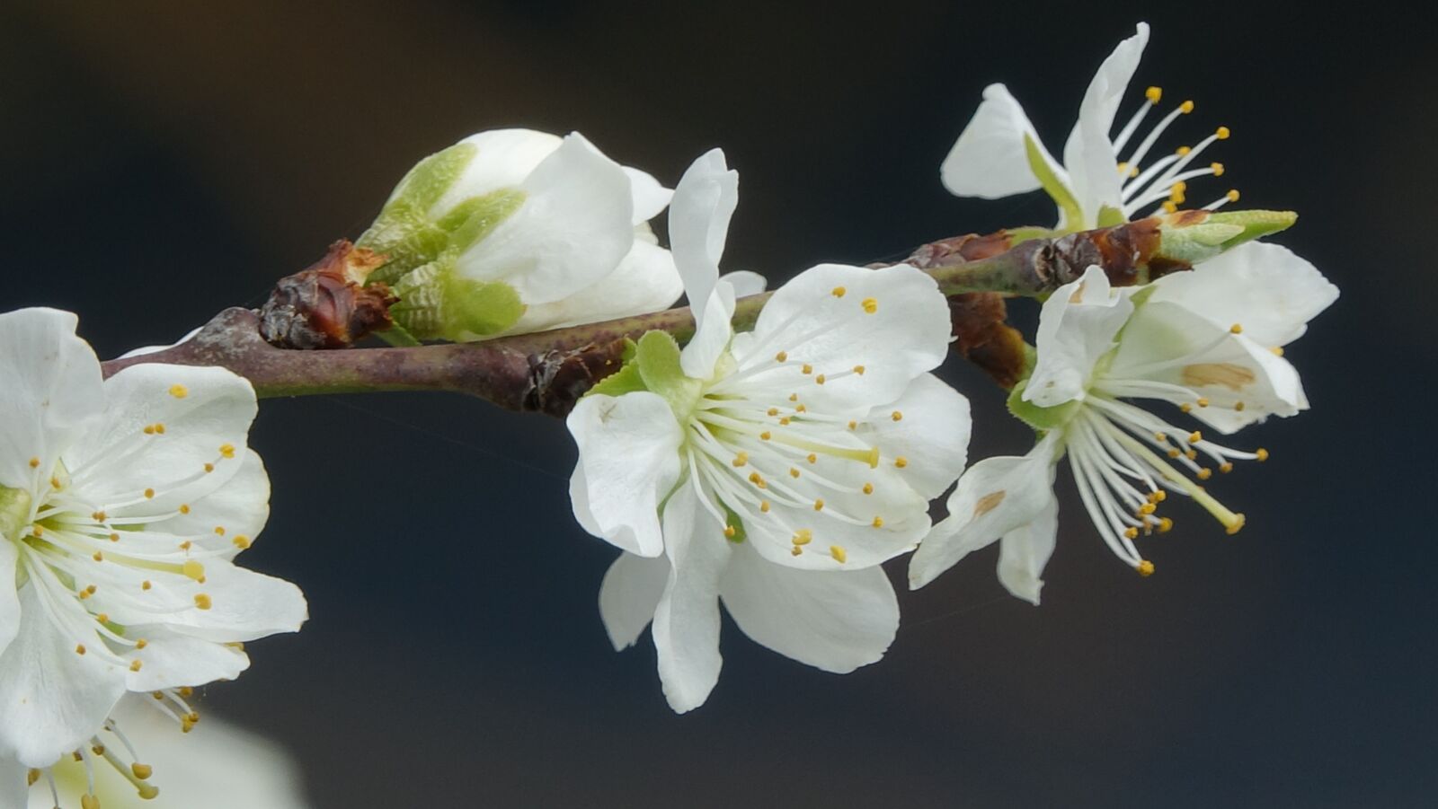 Sony Cyber-shot DSC-RX10 III sample photo. Flower, nature, cherry photography