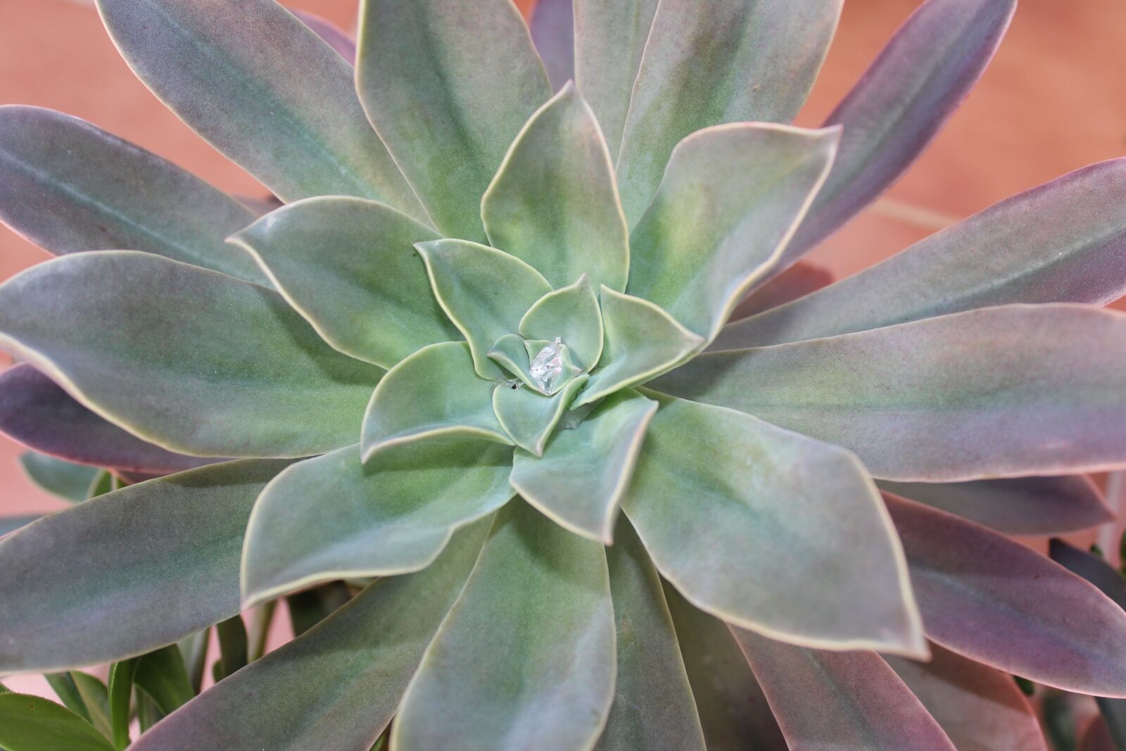 Canon EOS 1200D (EOS Rebel T5 / EOS Kiss X70 / EOS Hi) sample photo. Cactaceae, succulent, plant photography