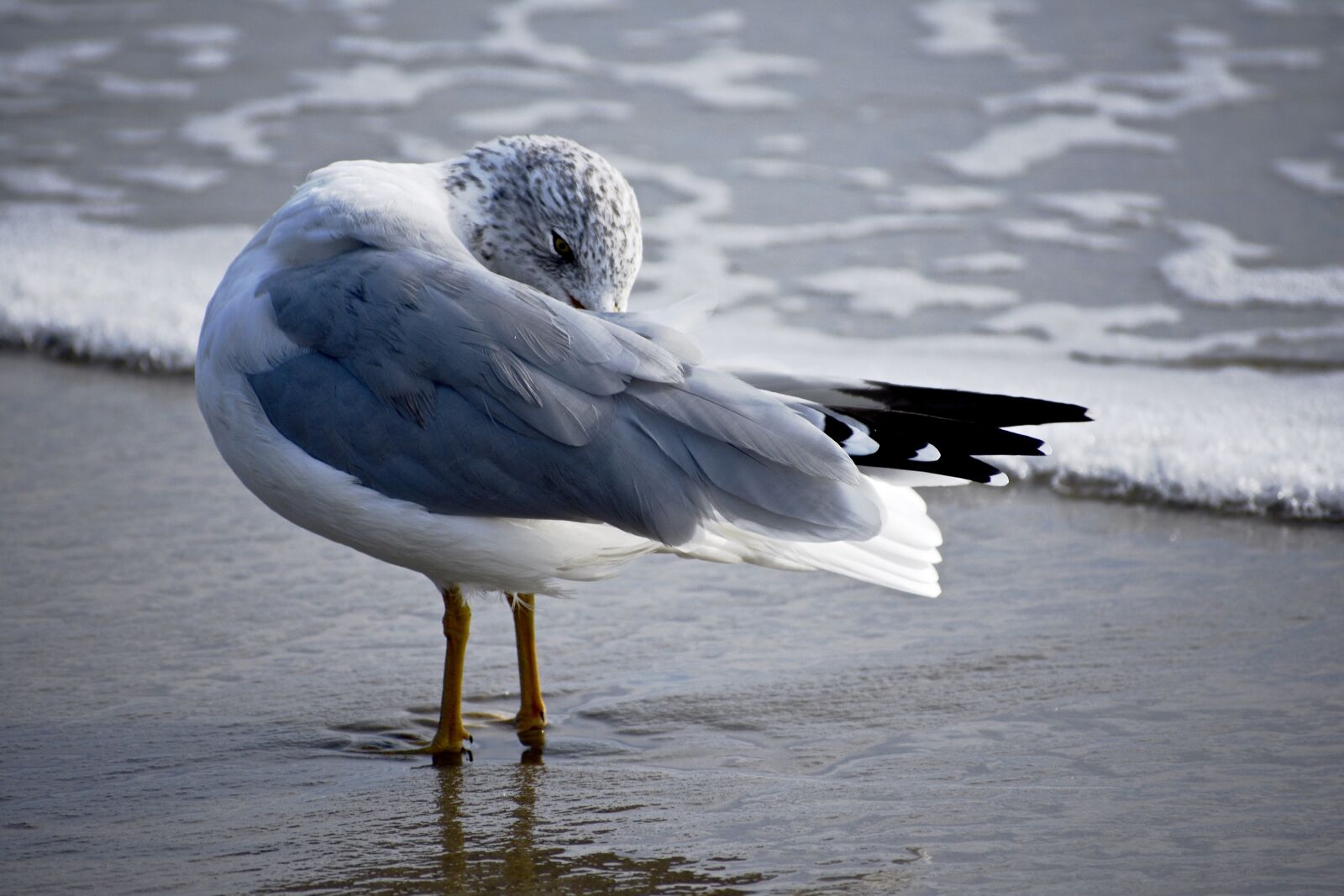 Nikon D3400 sample photo. Water, bird, outdoors photography