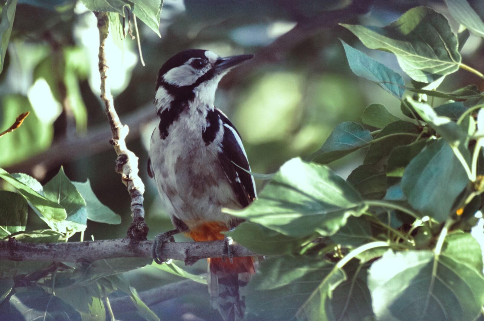 Pentax K-30 sample photo. Great spotted woodpecker, bird photography