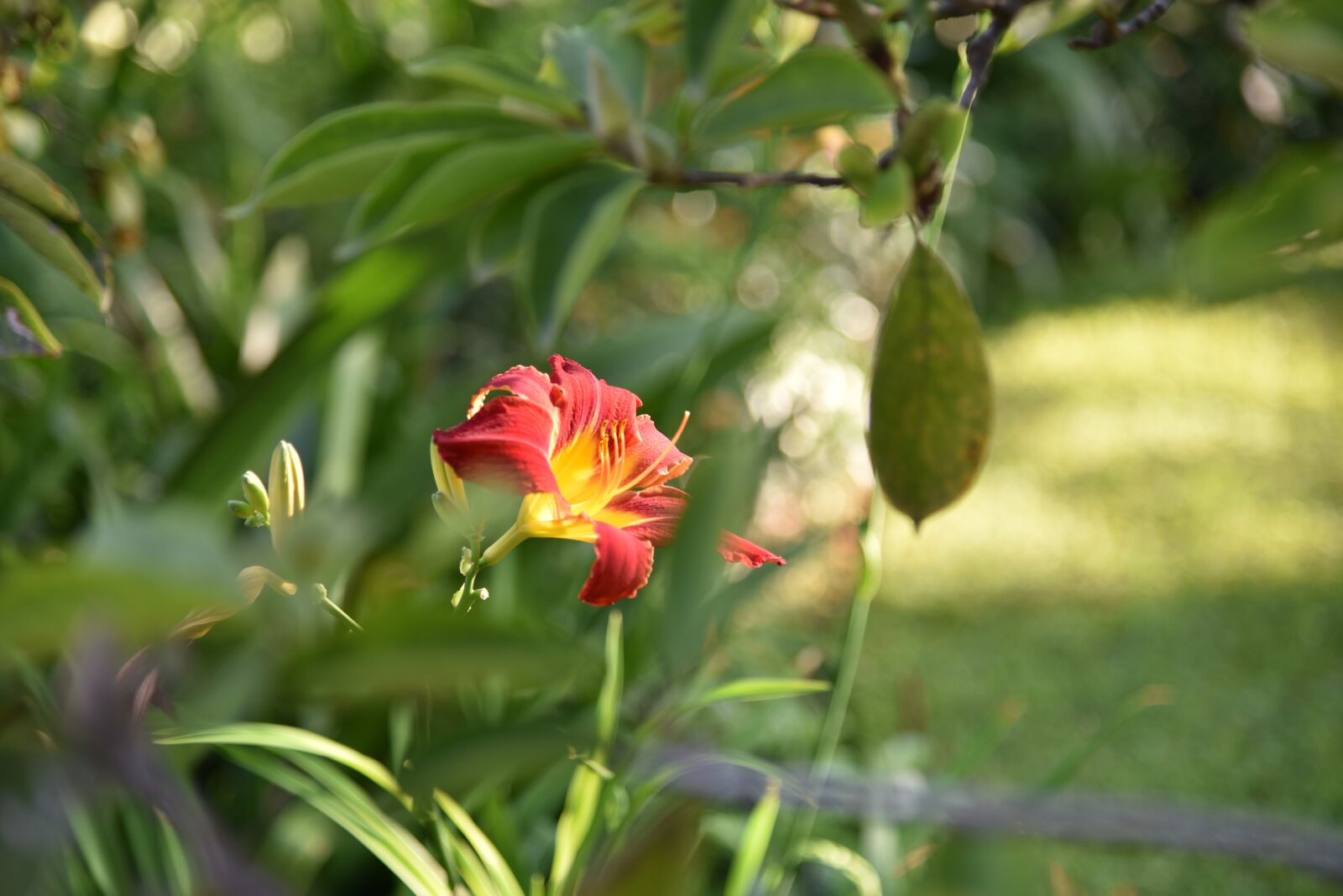 Nikon D750 sample photo. Flowers, nature, flower photography