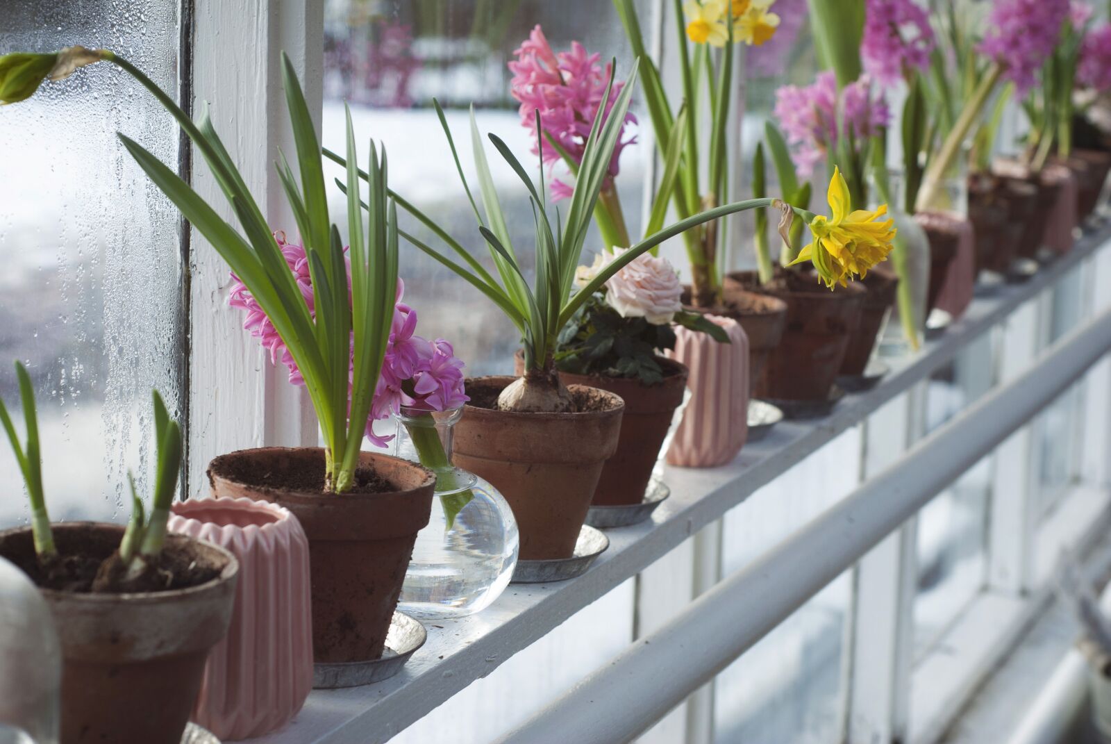 Nikon D80 sample photo. Bloom, blossom, colorful photography