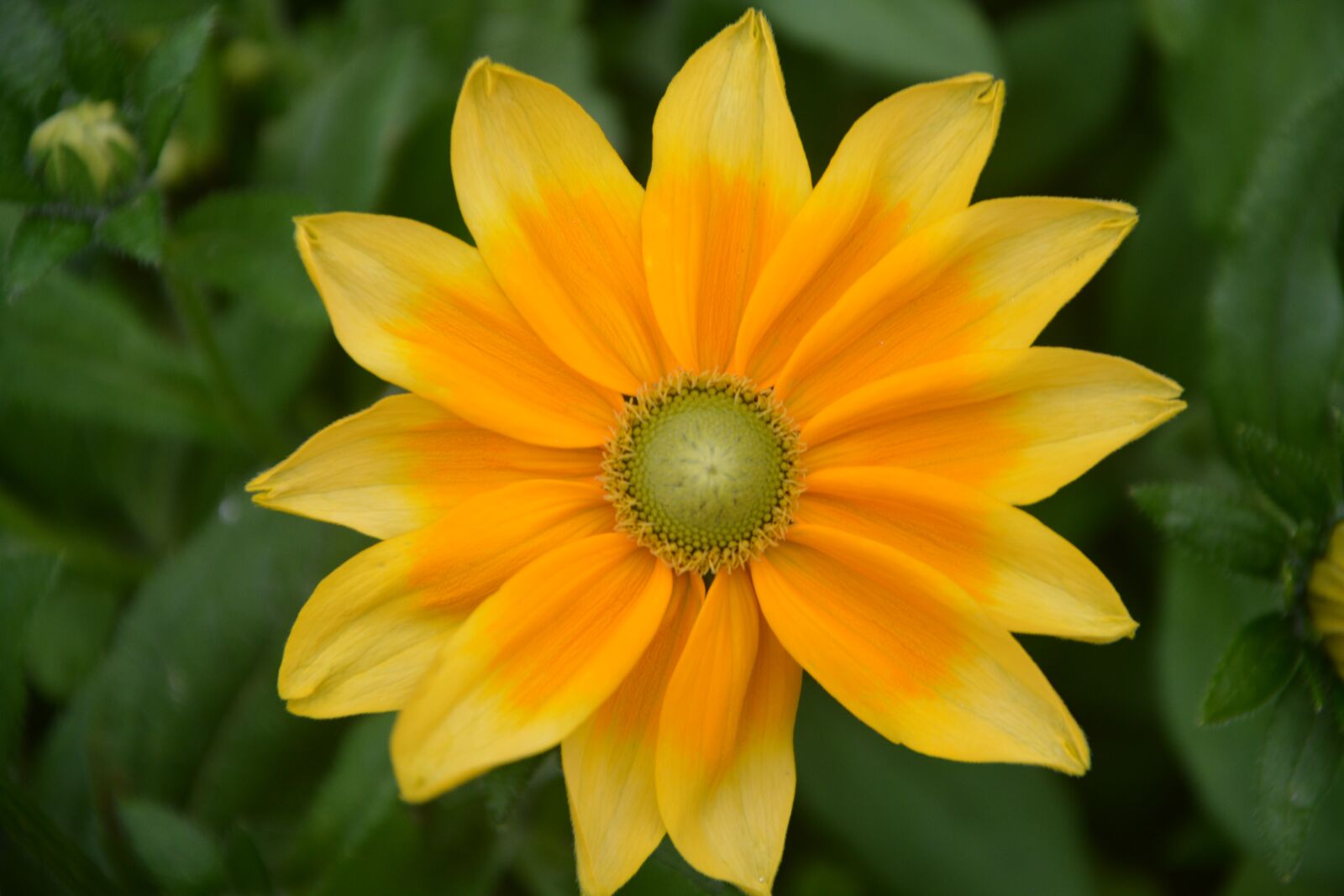 Nikon D5200 sample photo. Flower, bouquet, yellow photography