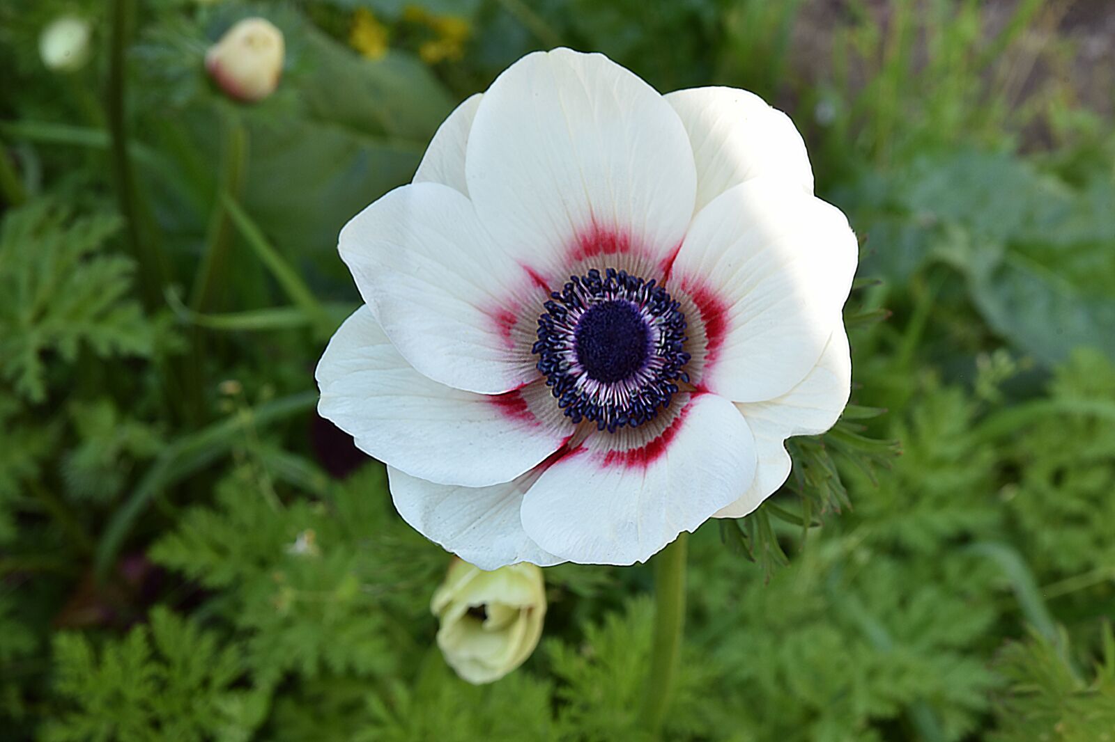 Nikon D750 sample photo. Flower, flora, nature photography