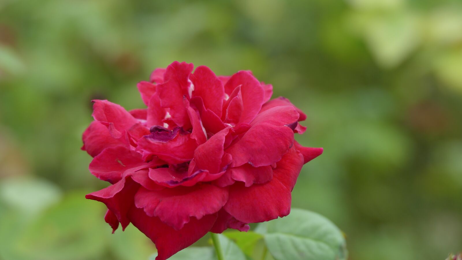 Panasonic Lumix DMC-FZ1000 sample photo. Rose, flower, vi t photography