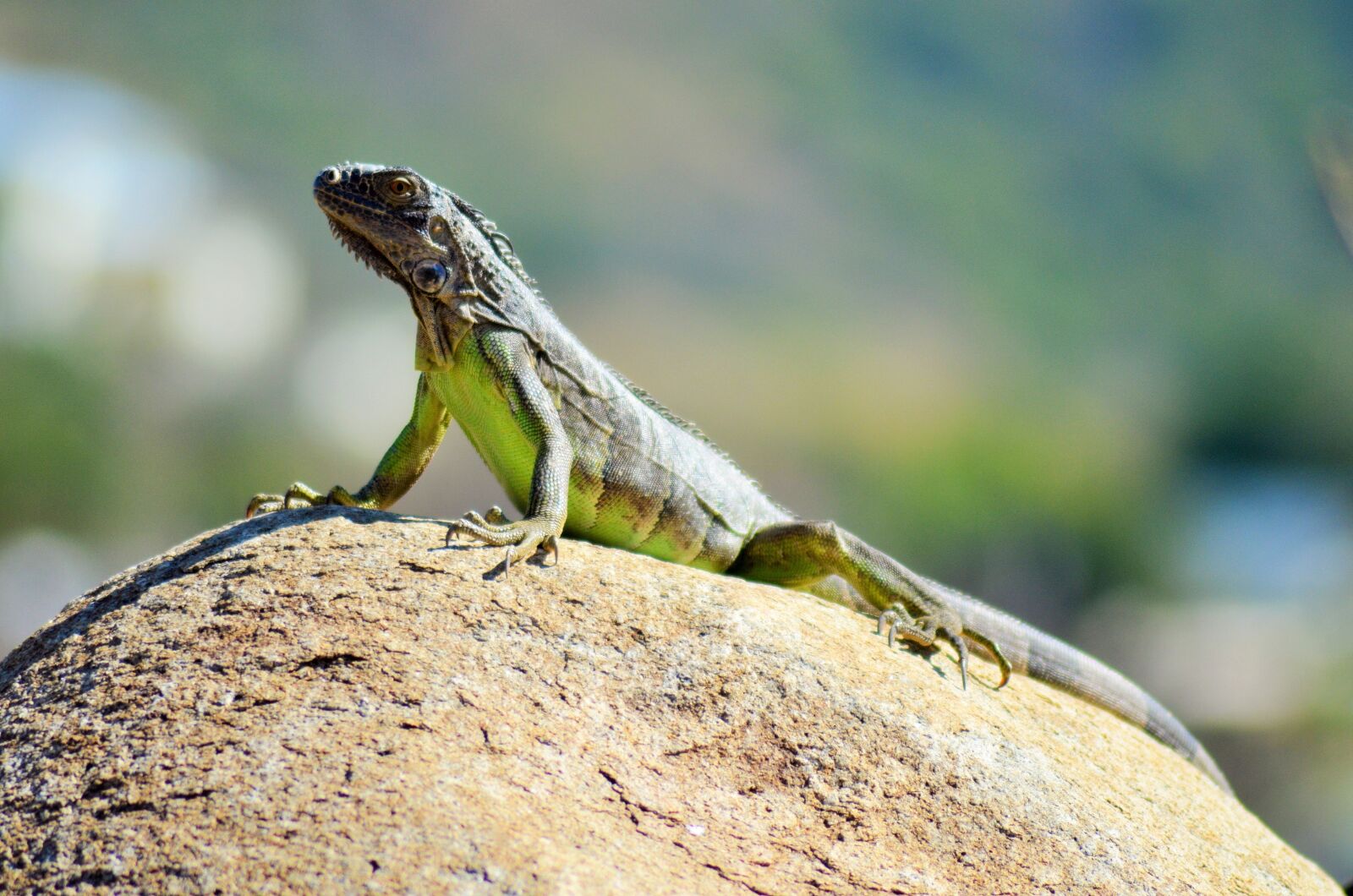 Nikon D5100 sample photo. Iguana, reptile, lizard photography