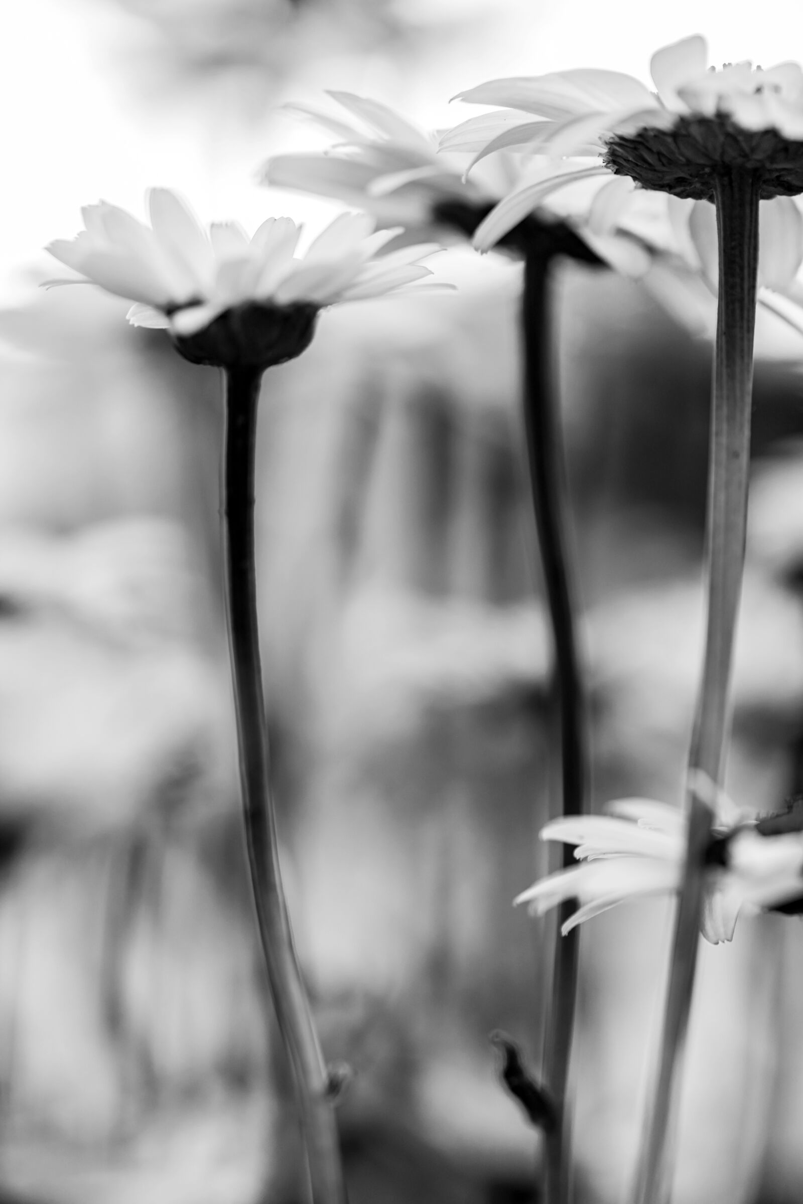 Canon EF 180mm F3.5L Macro USM sample photo. Garden, flower, white flower photography