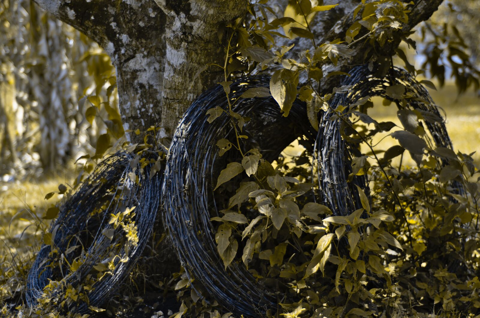 Nikon D7200 sample photo. Barb wire rolls, fence photography